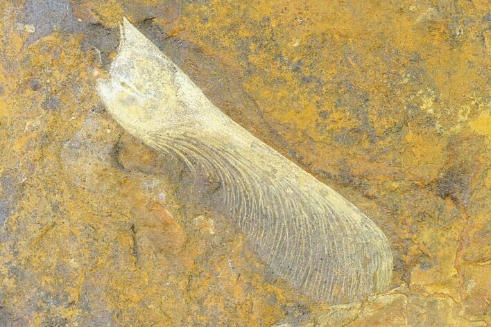 Paleocene Winged Maple Seed (Acer) Fossil - North Dakota #145334